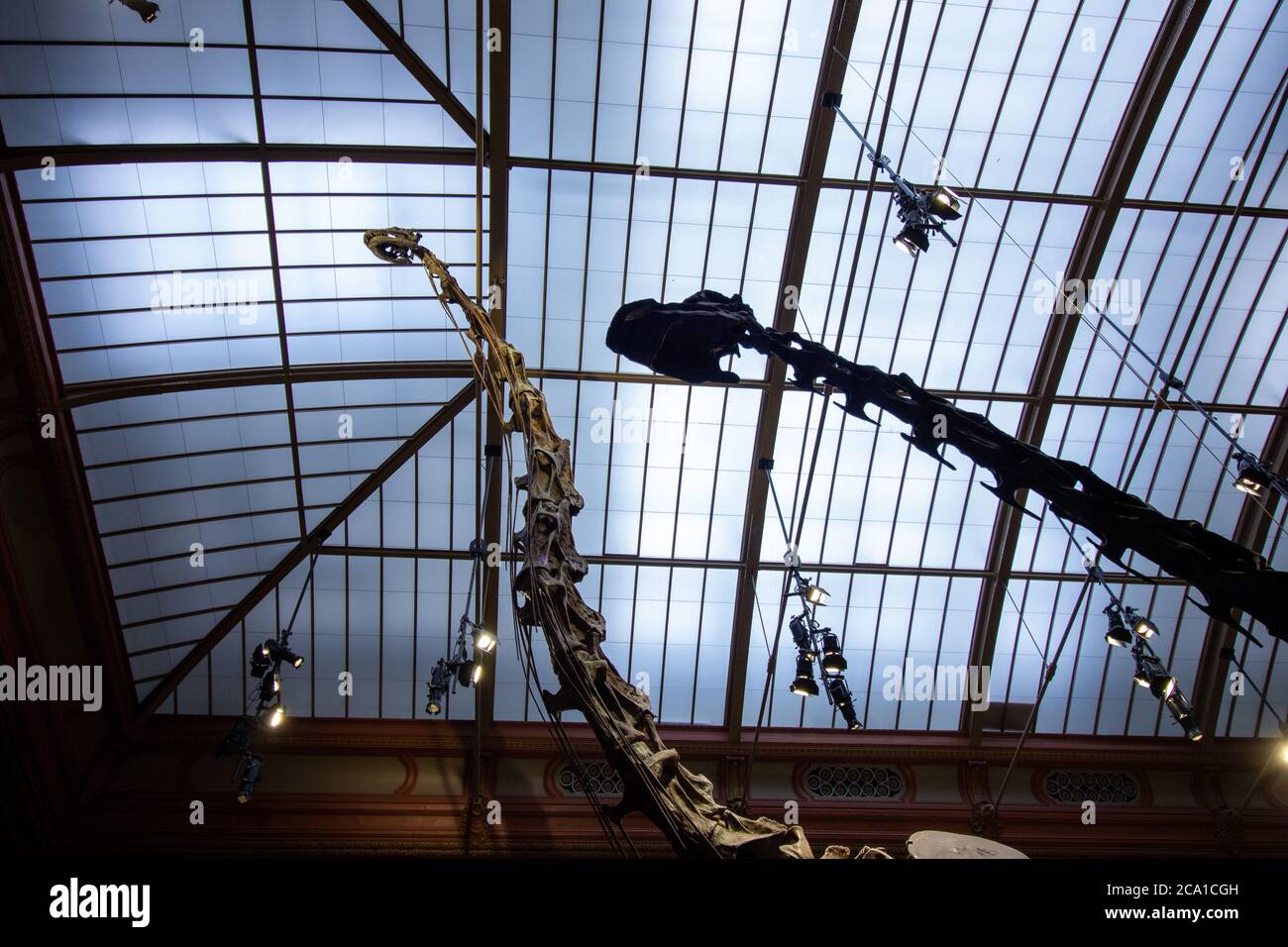 Giant skeletons of Brachiosaurus and Diplodocus in Dinosaur Hall. Natural History museum, established in 1810, houses millions paleontological specime Stock Photo