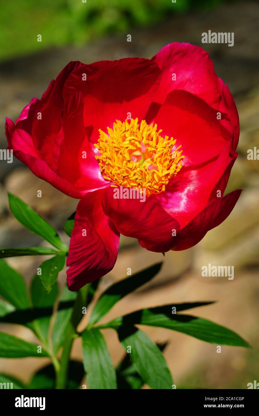 Dark red peony flower with yellow anthers in bloom Stock Photo Alamy