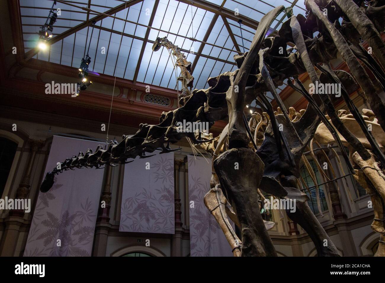 Giant skeletons of Brachiosaurus and Diplodocus in Dinosaur Hall. Natural History museum, established in 1810, houses millions paleontological specime Stock Photo