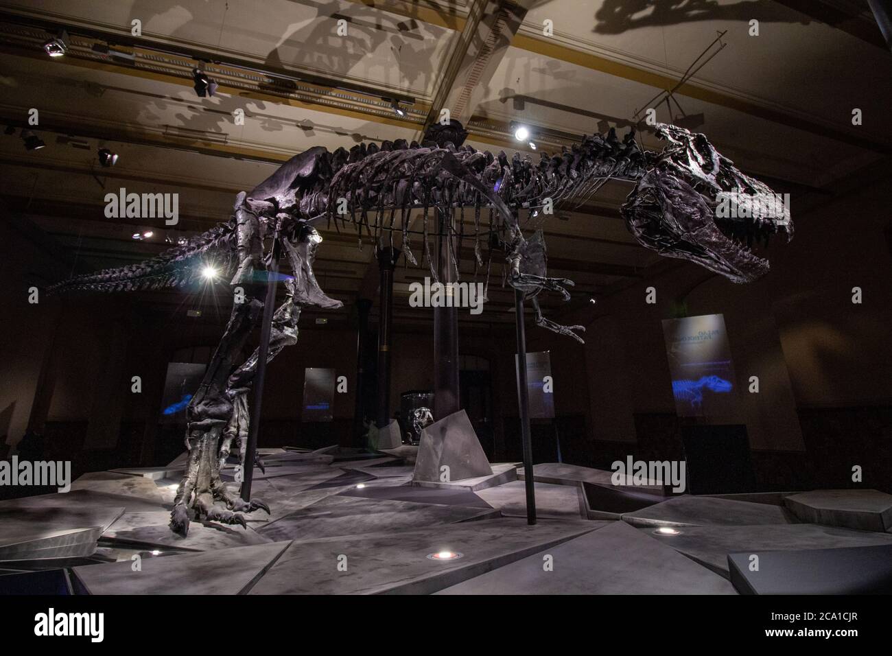 Giant skeletons of Tyrannosaurus rex in Dinosaur Hall. The Natural History museum, established in 1810, houses millions paleontological specimens. Stock Photo