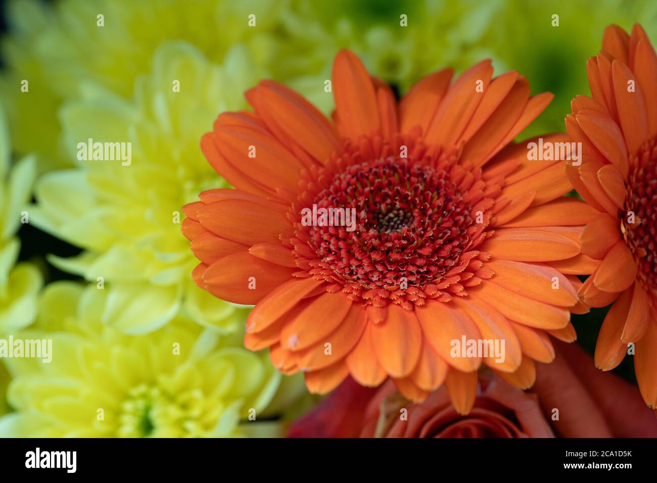 Orange Gerbera jamesonii flower Stock Photo