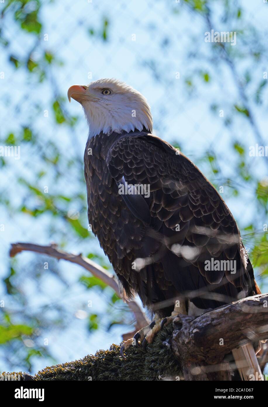 American black and white bald eagle Stock Photo - Alamy