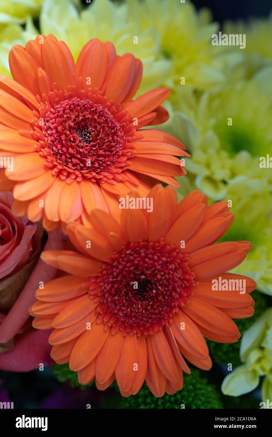 Orange Gerbera jamesonii flower Stock Photo