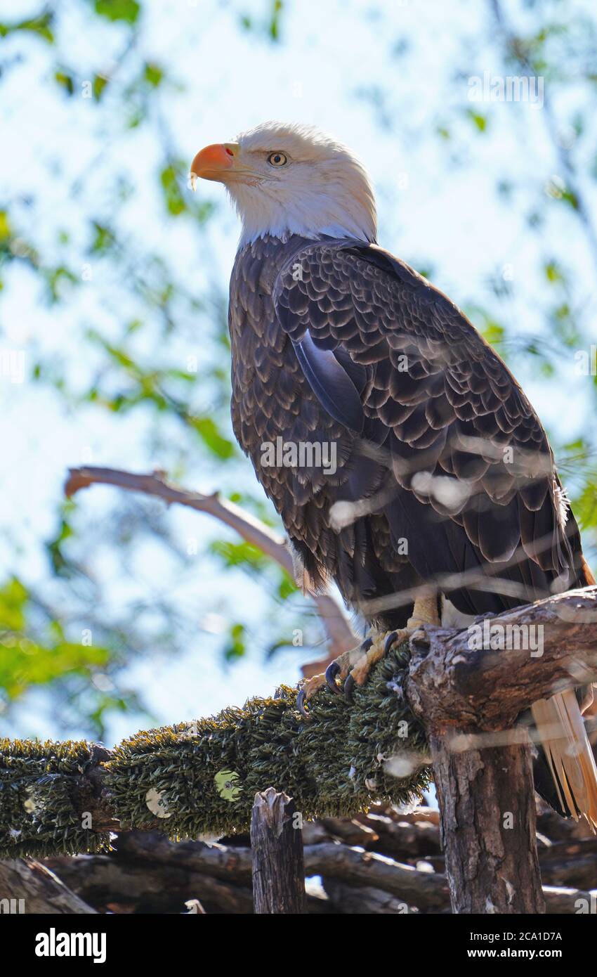 American black and white bald eagle Stock Photo - Alamy