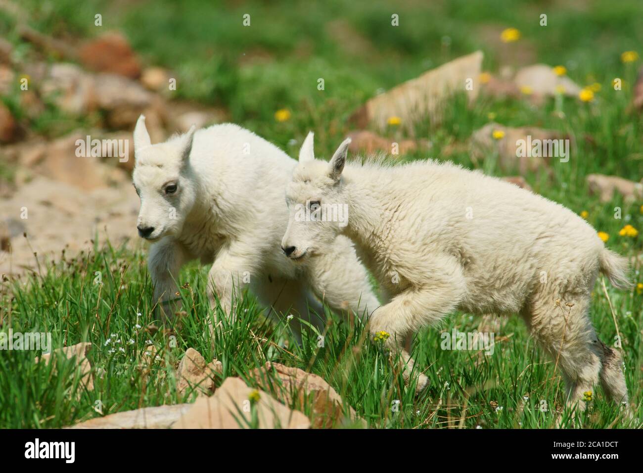 mountain goat kids Stock Photo - Alamy