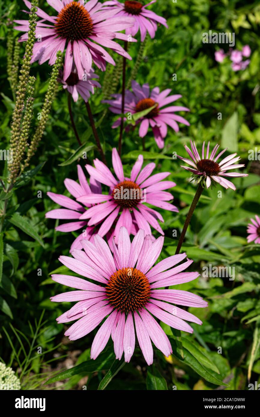 Purple coneflowers (Echinacea purpurea), UK Stock Photo Alamy