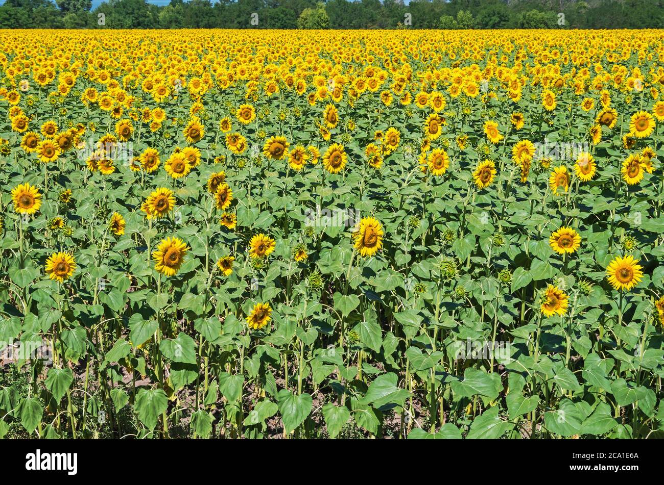 Field of sunflowers that bloom on bright and warm sunny day Stock Photo ...