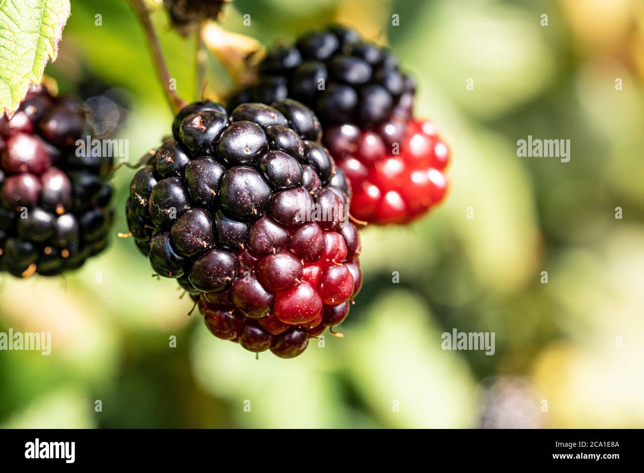Loganberry (Rubus × loganobaccus), a hybrid of the North American blackberry (Rubus ursinus) and the European raspberry (Rubus idaeus), UK Stock Photo