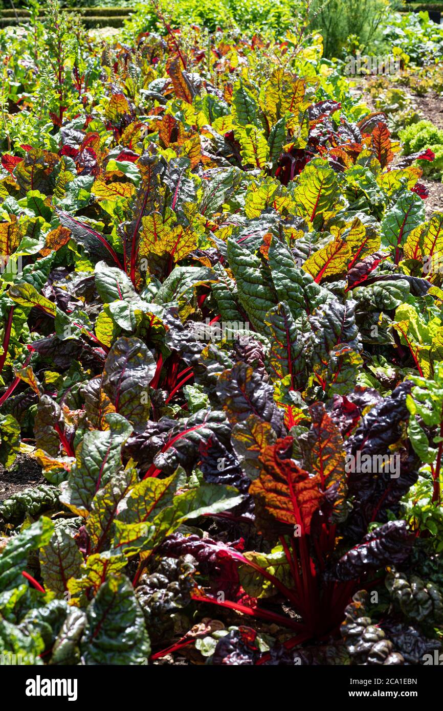 Red-stemmed chard or Swiss Chard (Beta Vulgaris), a leafy vegetable, UK Stock Photo