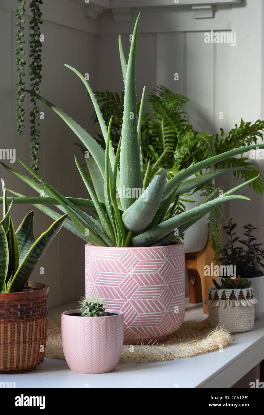 aloe vera plant in pink ceramic pot in white interior room with other  potted plants Stock Photo - Alamy