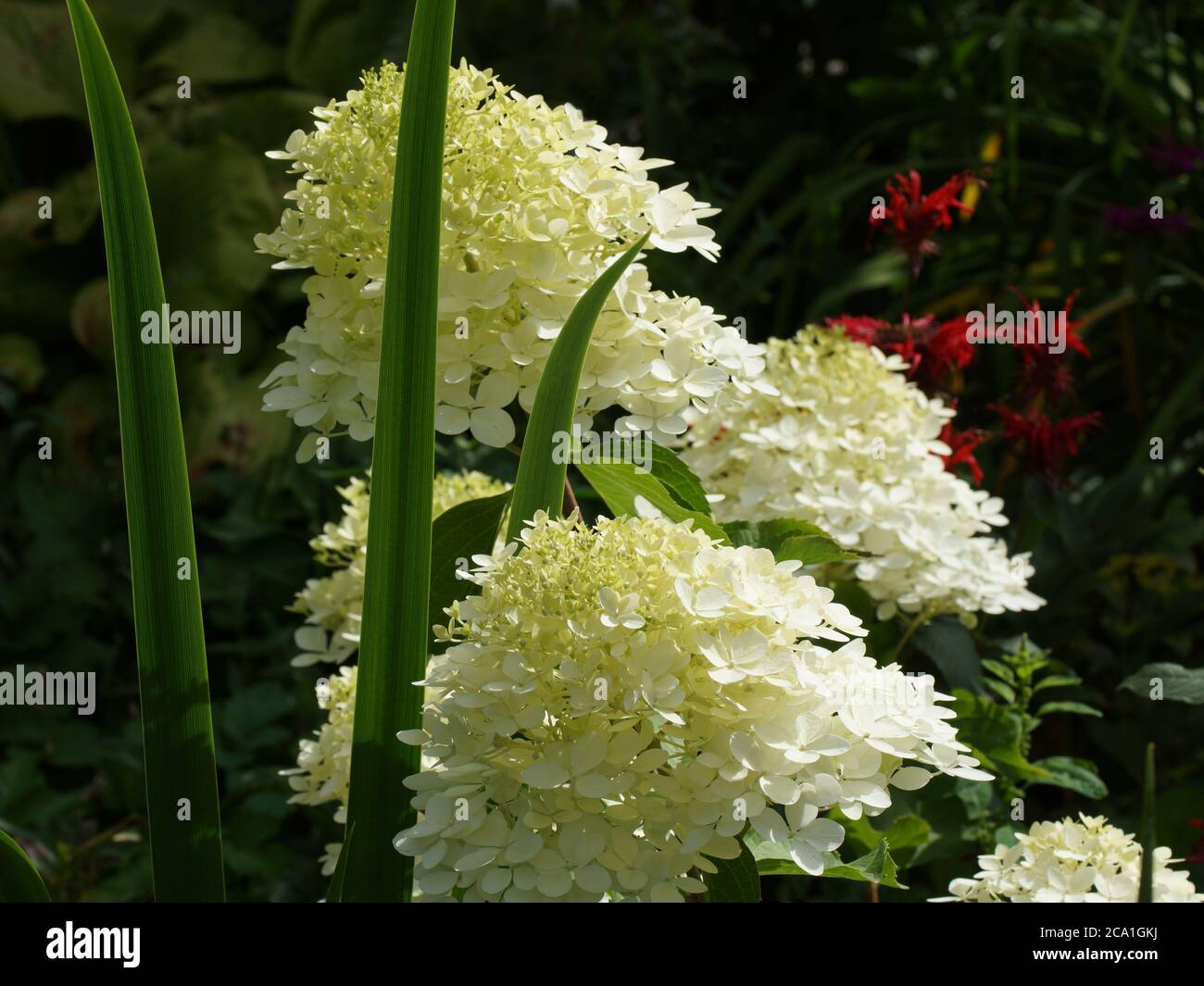 Hydrangea paniculata Phantom. Flower in the garden outdoors Stock Photo