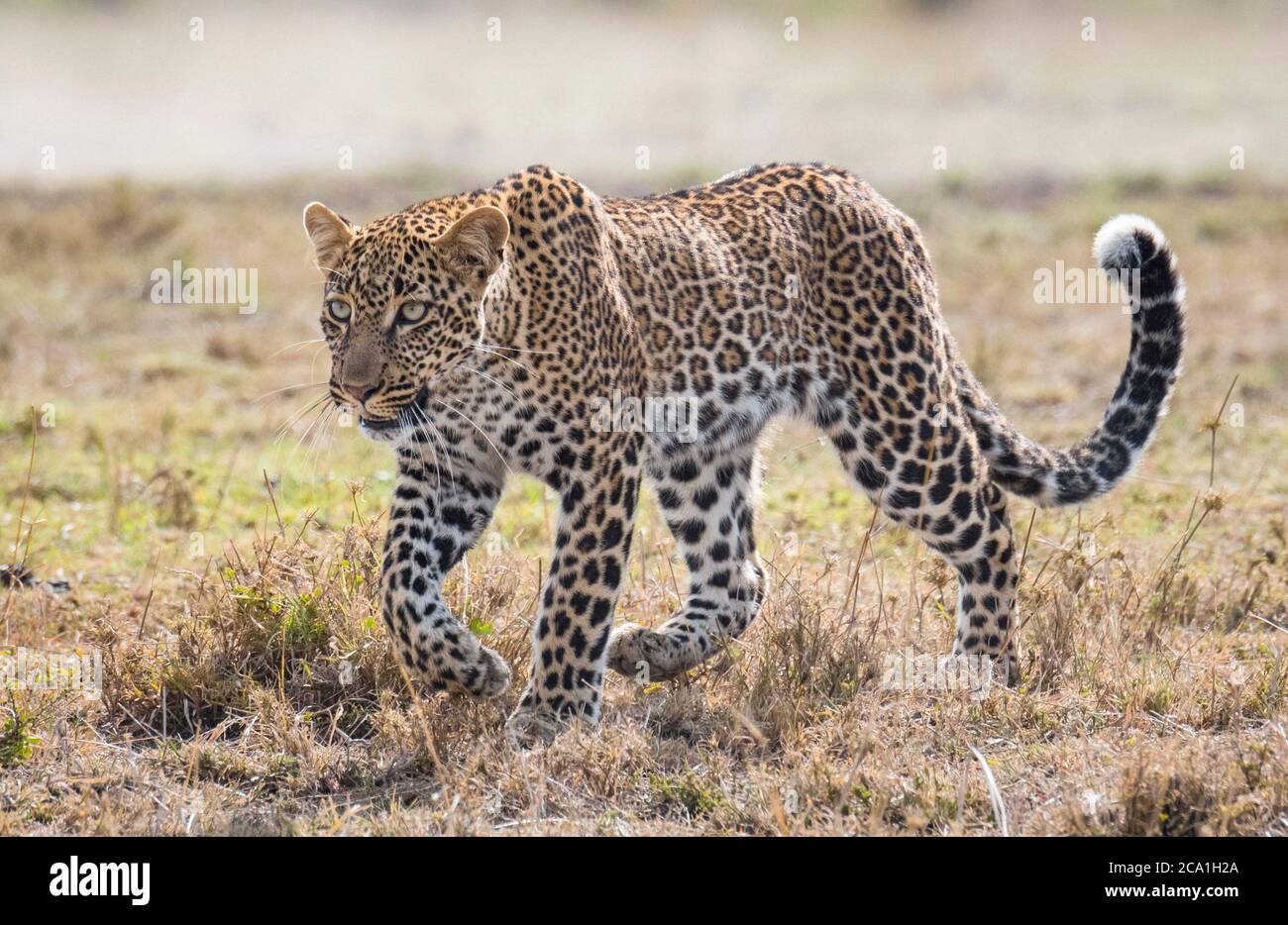 African leopard, Panthera pardus pardus, Masai Mara, Kenya, Africa Stock Photo
