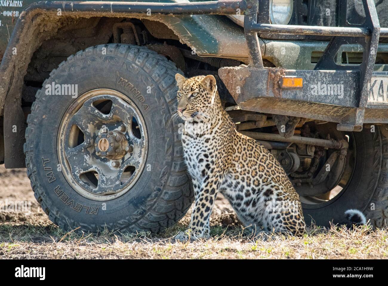 African leopard, Panthera pardus pardus, resting in the shade of a safari car, Masai Mara, Kenya, Africa Stock Photo