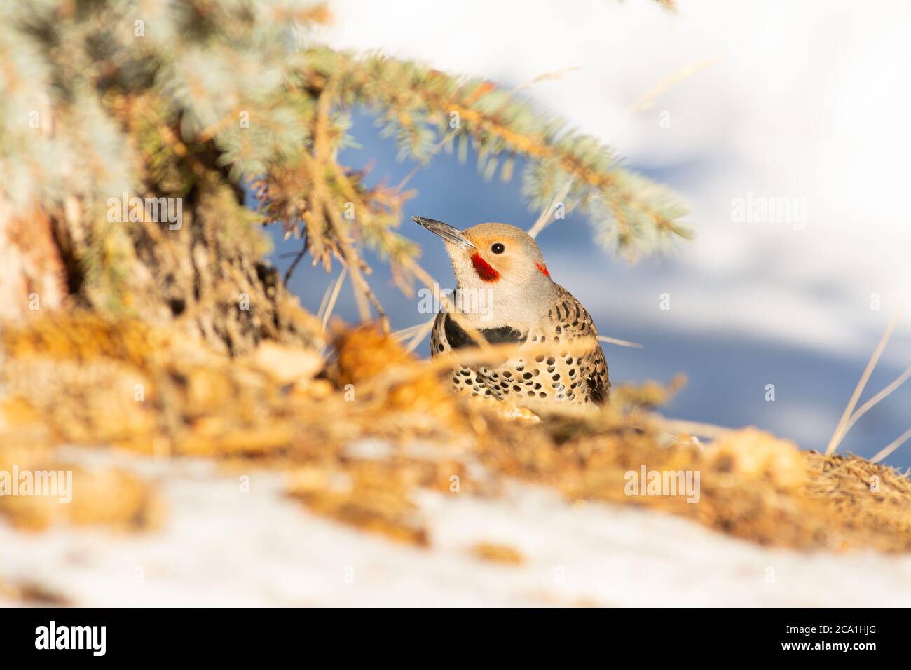 A northern flicker, Colaptes auratus, foraging on the ground among snow and fallen spruce cones in central Alberta, Canada Stock Photo