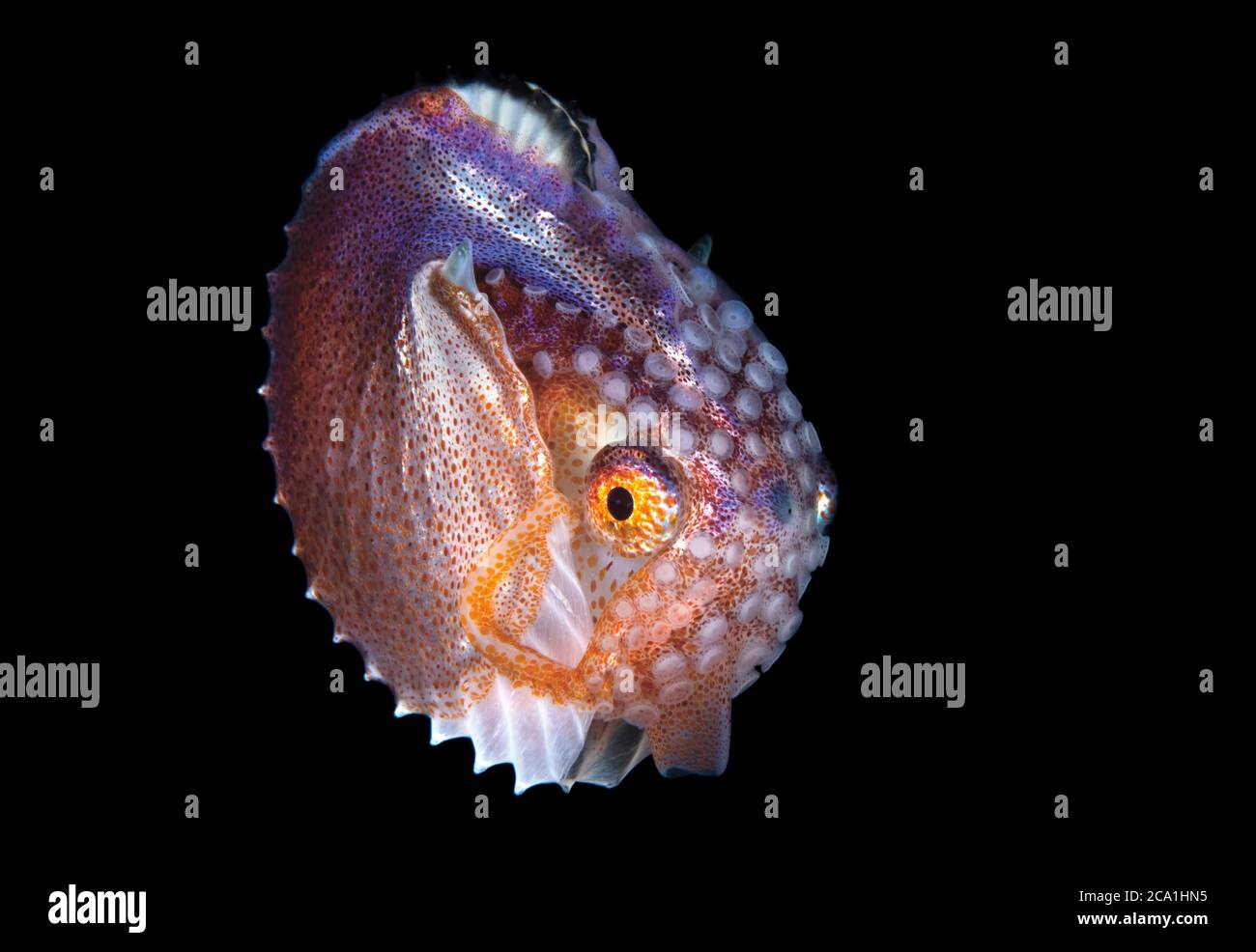 paper nautilus, or argonaut, Argonauta sp., female with eggcase, photographed during a blackwater dive, at 50 feet over deep water off Palm Beach, Flo Stock Photo