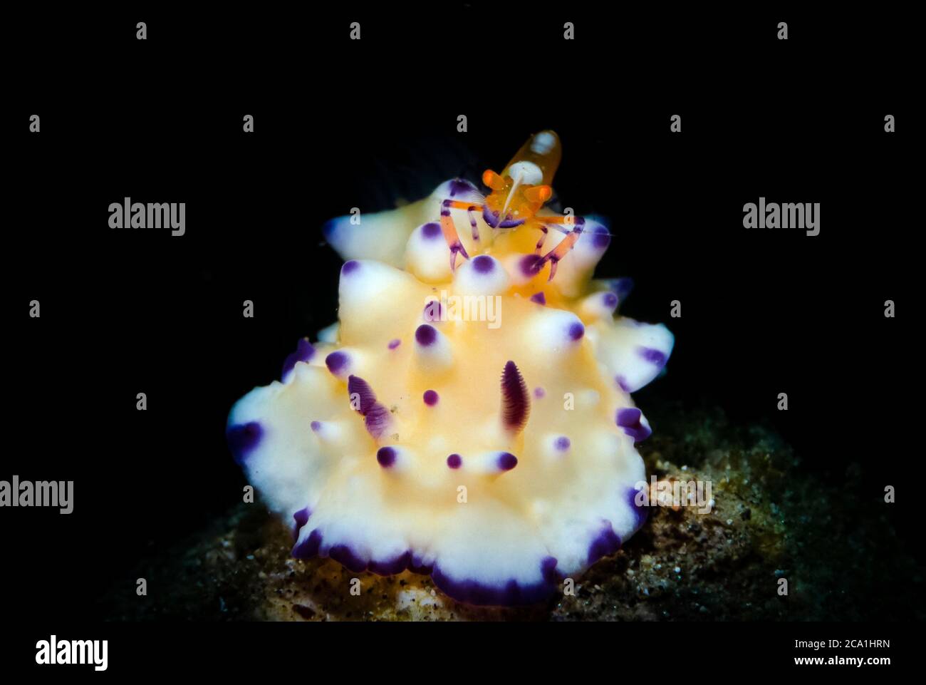 Emperor Shrimp, Periclimenes imperator, riding on an unidentified Nudibranch, Anilao, Philippines, Pacific Ocean Stock Photo