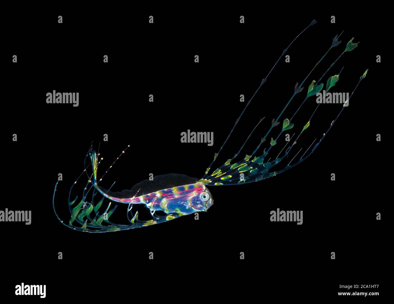 deep sea ribbonfish larva, family Trachipteridae, photographed during a blackwater drift dive, Anilao, Philippines, Pacific Ocean Stock Photo