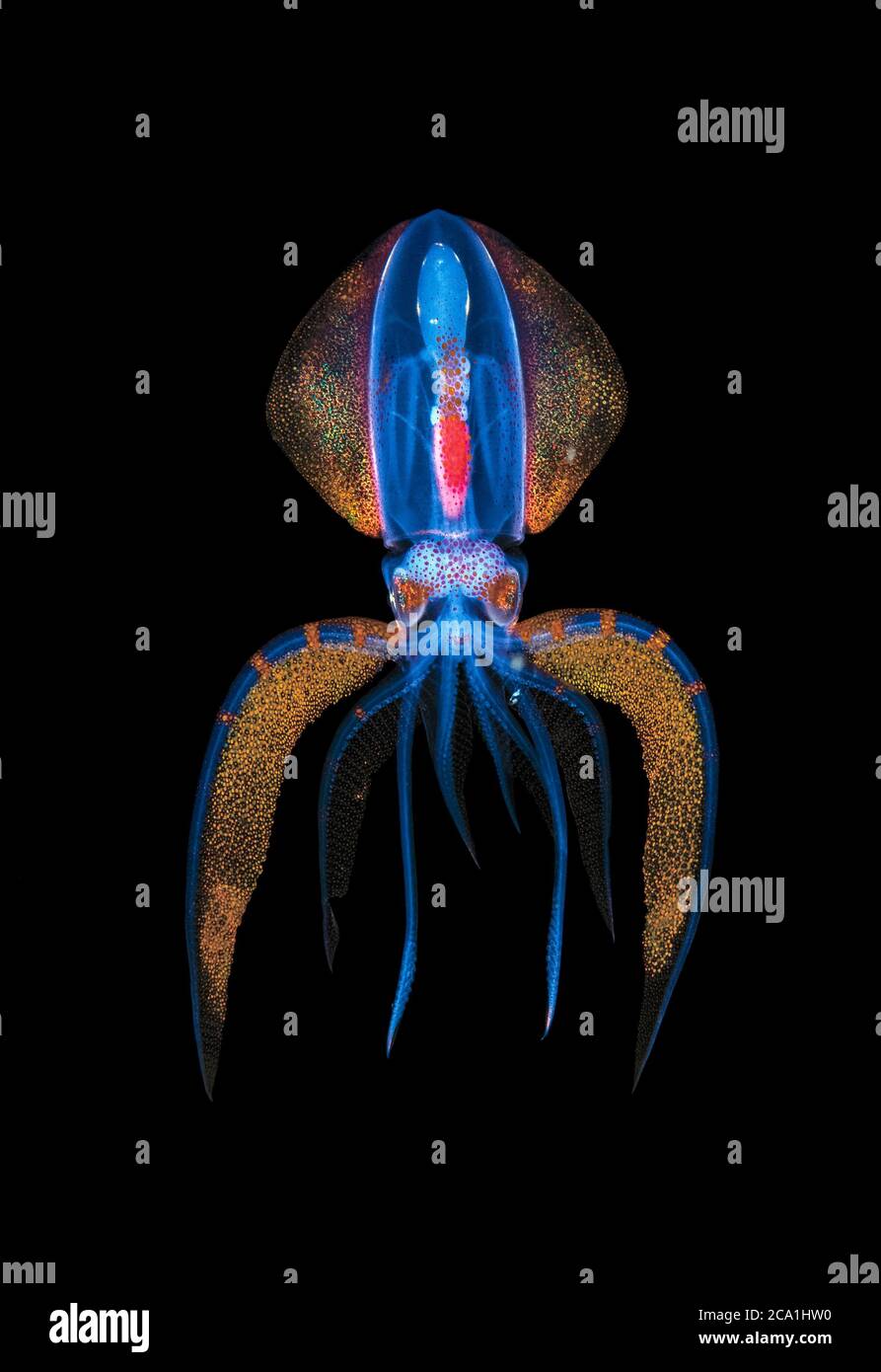 A juvenile deep water Diamond Squid, Thysanoteuthis rhombus, makes an appearance and flashes colors during a black water drift dive near the surface i Stock Photo