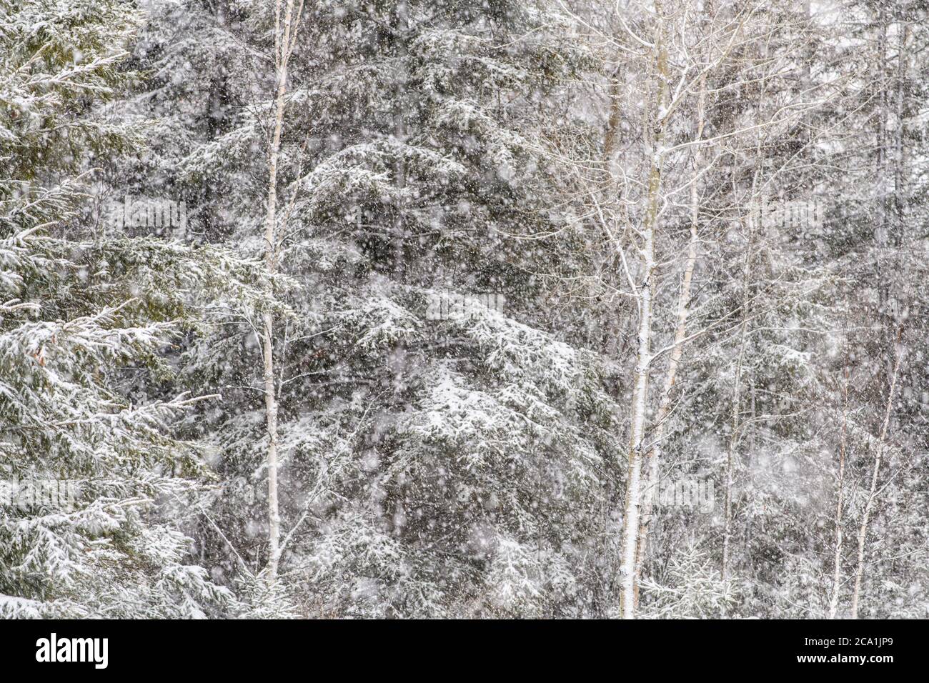 Woodland in early spring snow storm, Greater Sudbury, Ontario, Canada Stock Photo