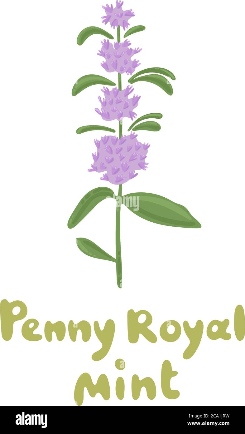Pennyroyal mint. Blossom mint branch. Herb vector botanical icon. Medicinal plant illustration. Fresh mint isolated on a white background. Culinary Stock Vector
