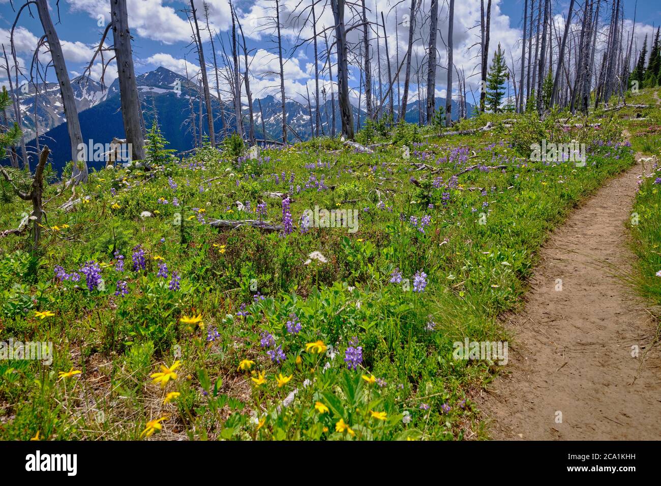 Skyline Trail in Manning Park, BC, Canada leads through flowering alpine meadows along a ridge with views to Frosty Mountain Stock Photo