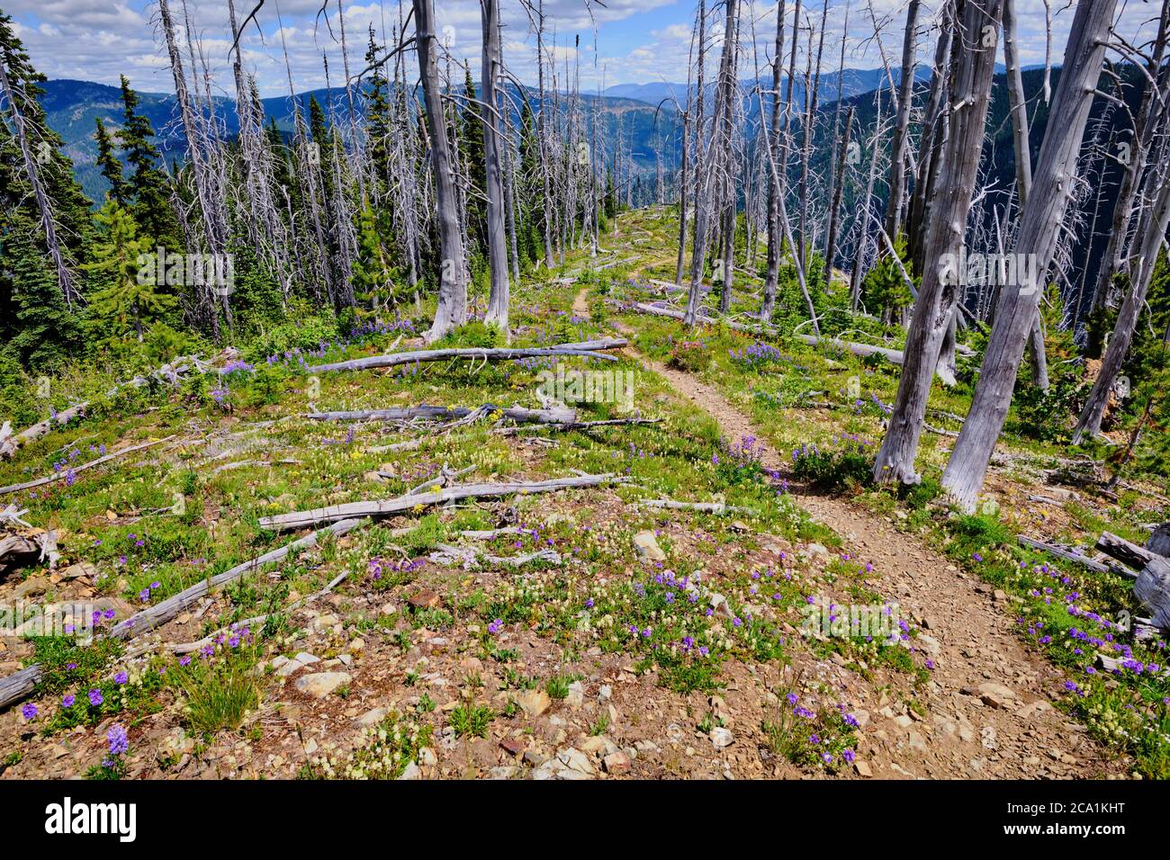 Years after a wildfire killed conifer trees along the Skyline Trail in BC's Manning Park, blooming wildflowers create a beautiful view Stock Photo
