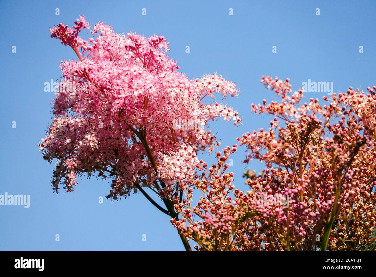 Queen of the Prairie Filipendula rubra 'Venusta' Stock Photo