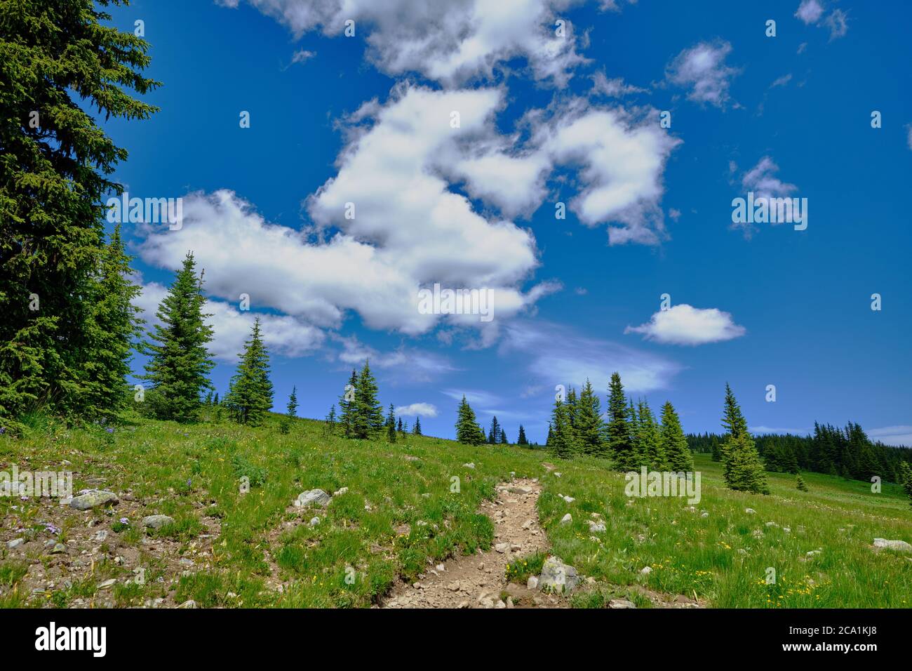The Great Outdoors. Worn footpath through green alpine meadows sprinkled with yellow flowers and conifers under blue sky and white fluffy clouds. Stock Photo