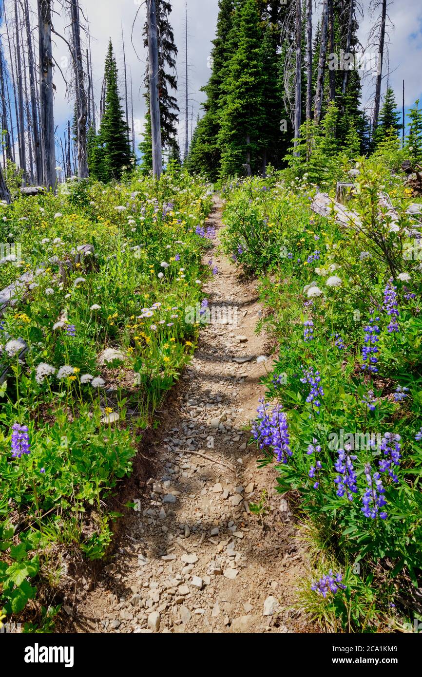 Trail leads through masses of yellow, blue and white wildflowers on the Skyline Trail, Manning Park, BC Stock Photo