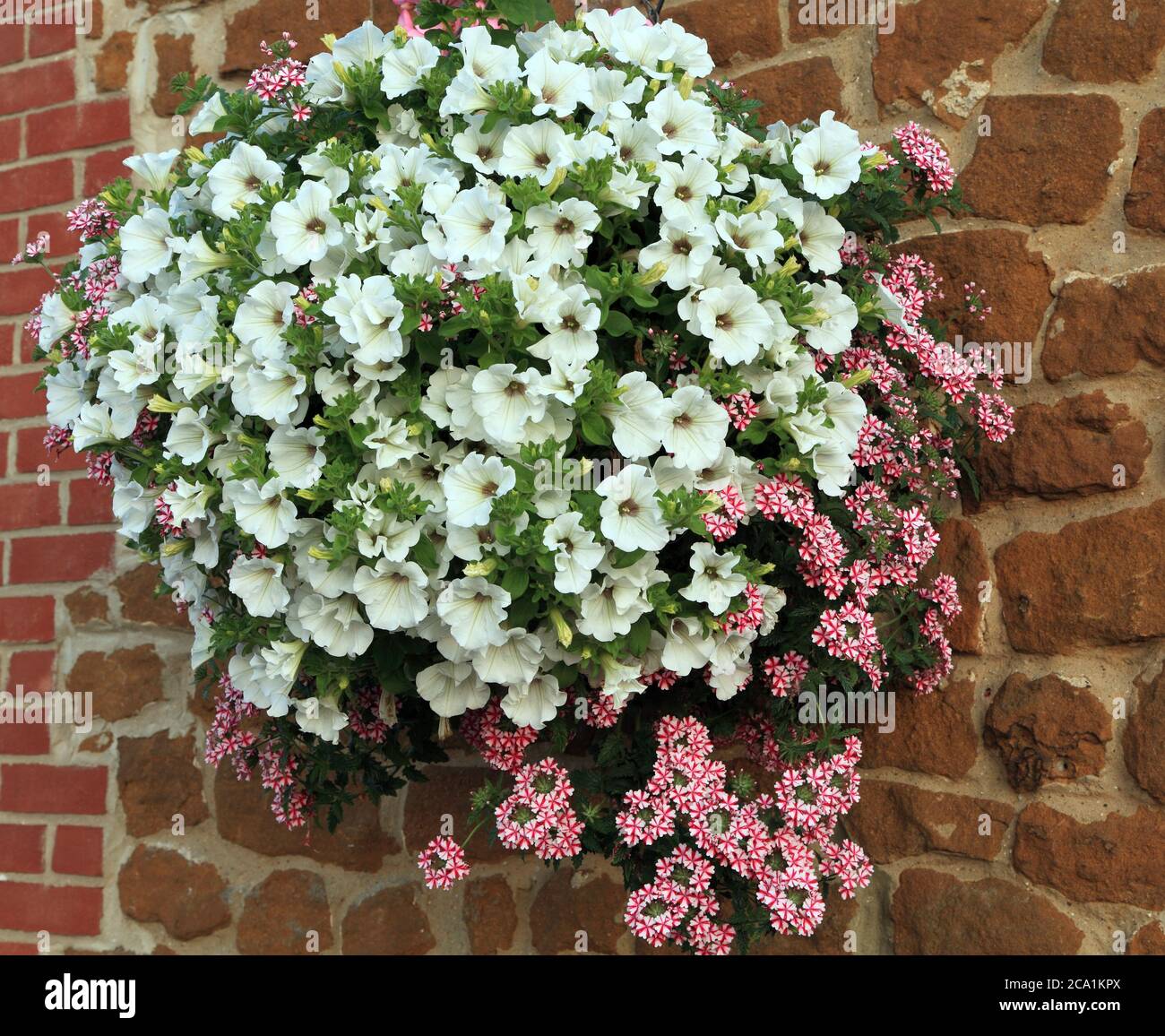 Hanging basket, white and pink combination, petunias Stock Photo