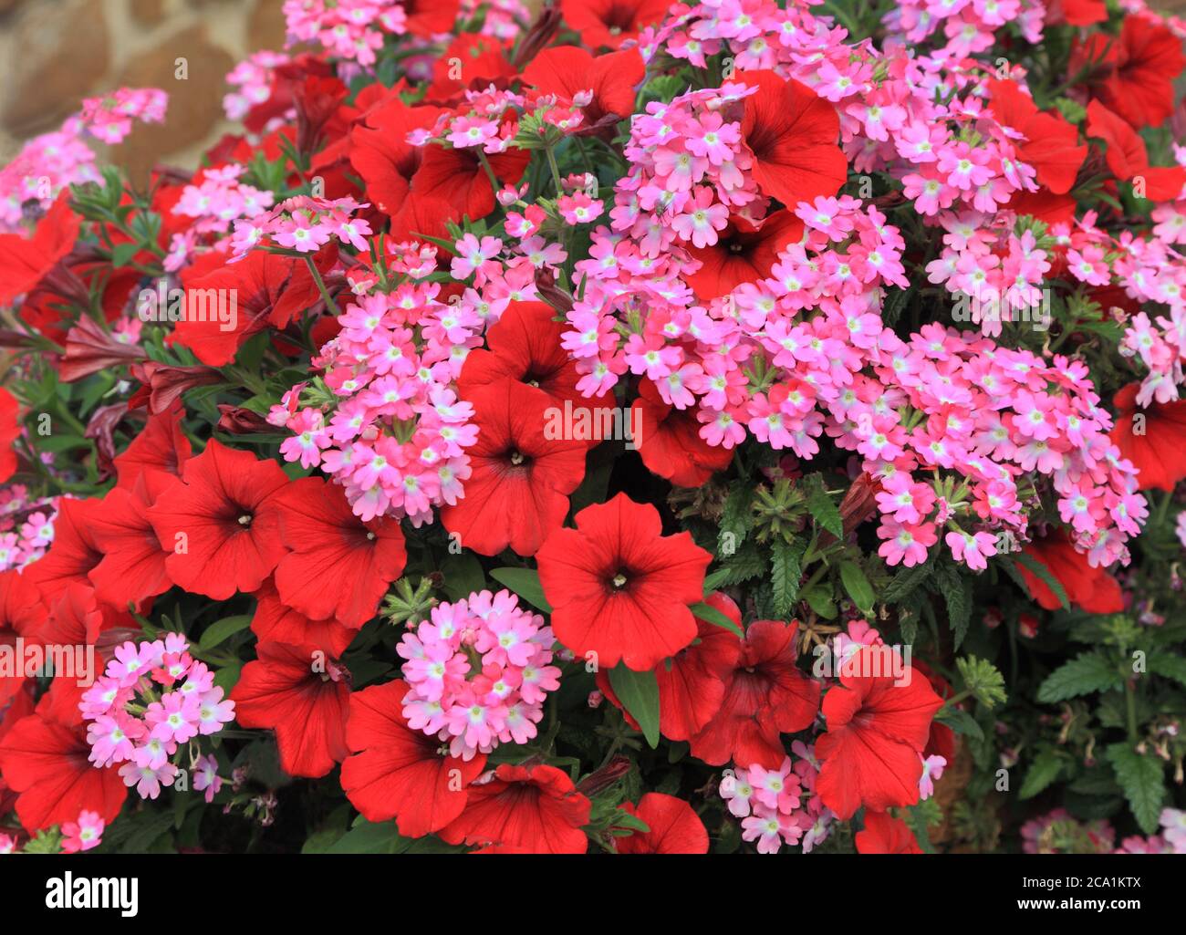 Hanging basket, red and pink combination, petunias, detail, petunia, bedding plants Stock Photo