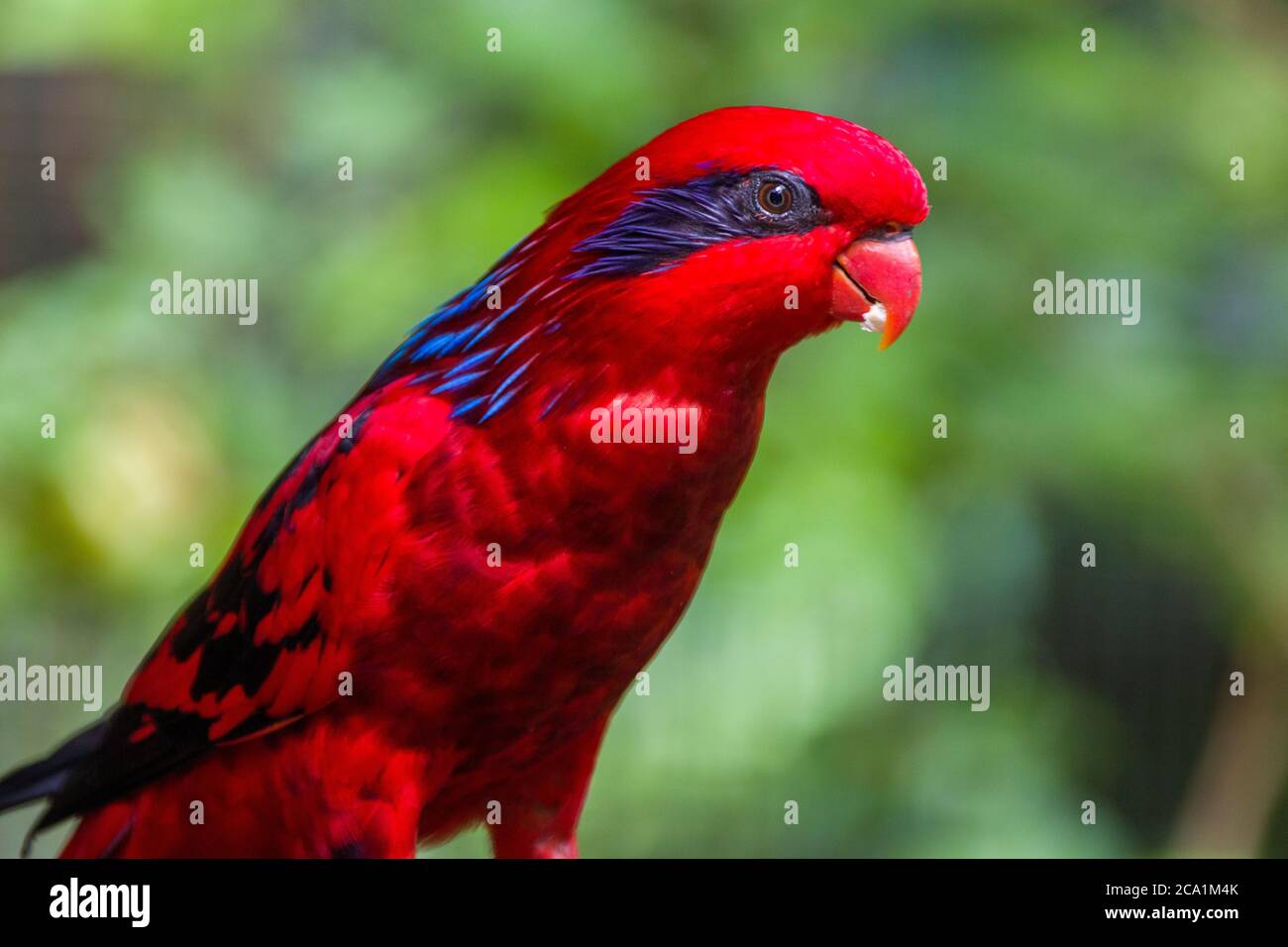 The blue-streaked lory (Eos reticulata) is a medium-sized parrot (31 cm), which is found on the Tanimbar Islands and Babar in the southern Moluccas. Stock Photo