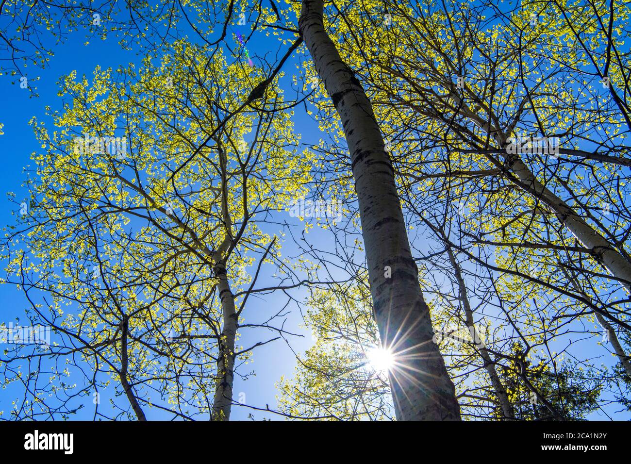 Aspen tree trunks in early spring, Greater Sudbury, Ontario, Canada Stock Photo