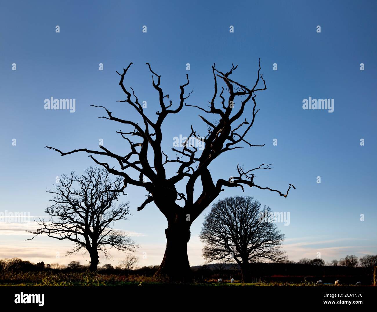 Trees in silhouette hi-res stock photography and images - Alamy