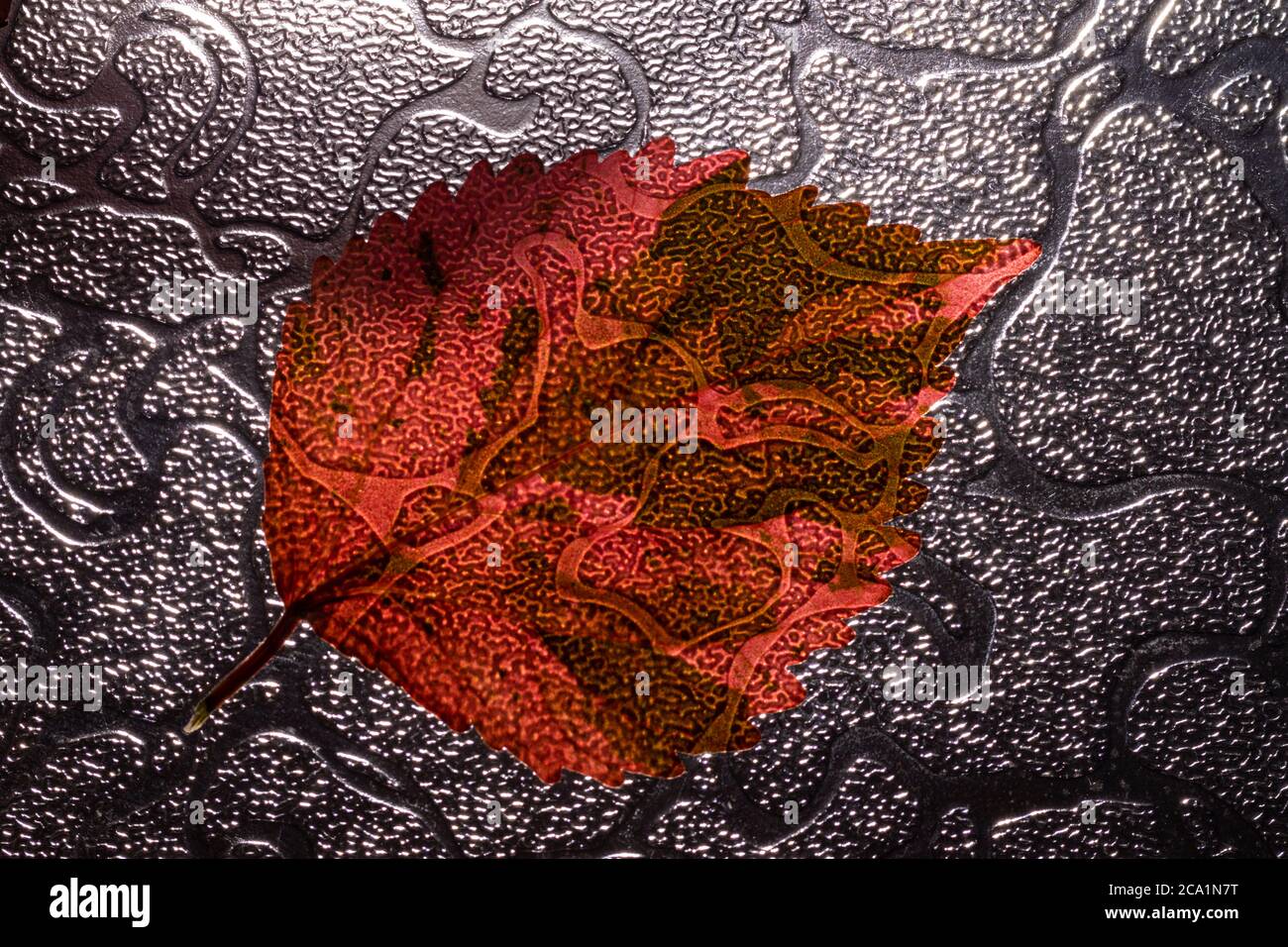 Still life and details of red leaves of a tree. Acalypha wilkesiana, Fire Dragon Acalypha, Hoja de Cobre, Copper Leaf. Stock Photo