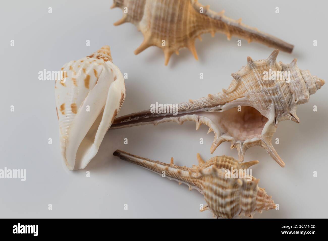 Sea shells still life. Composition of one or more seashells to ...