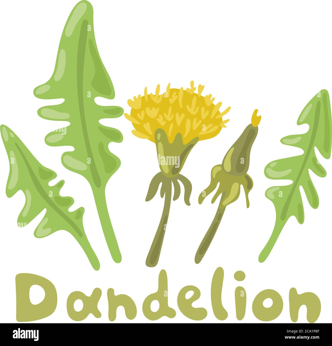 Dandelion plant with flowers, leaves and buds. Dandelion salad. Summer flower season yellow dandelion. Botanical illustration. Digital icon for web Stock Vector