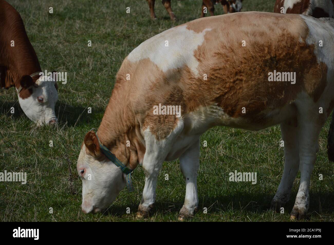 The power and force of a cow Stock Photo