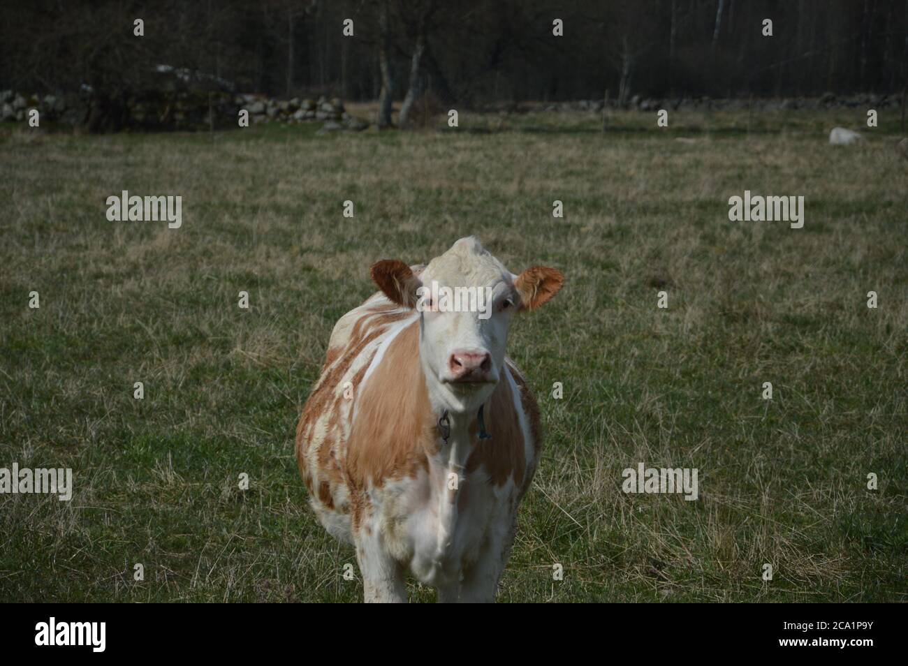 The power and force of a cow Stock Photo