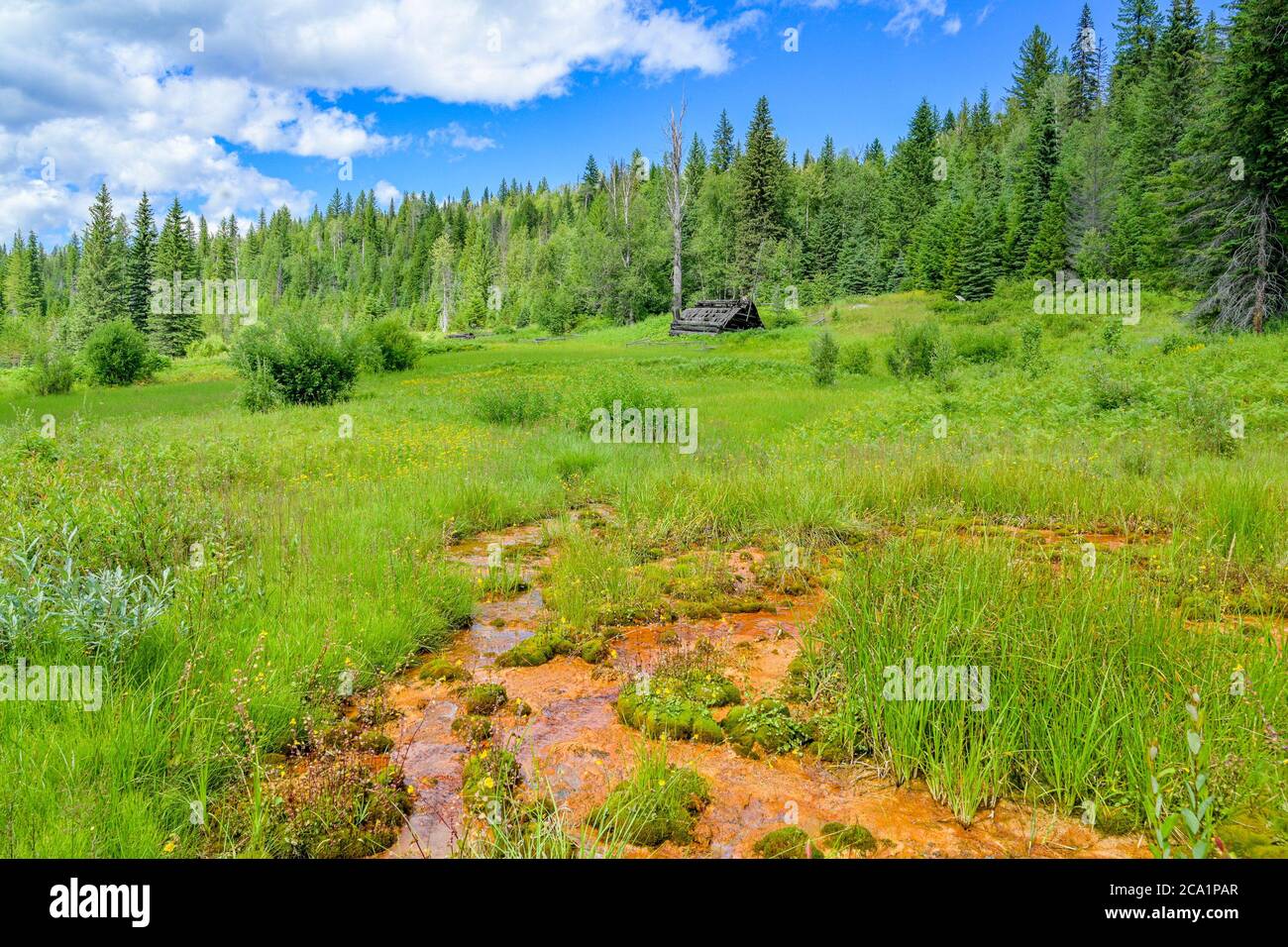 Mineral spring, Ray Farm, Wells Gray Provincial Park, British Columbia