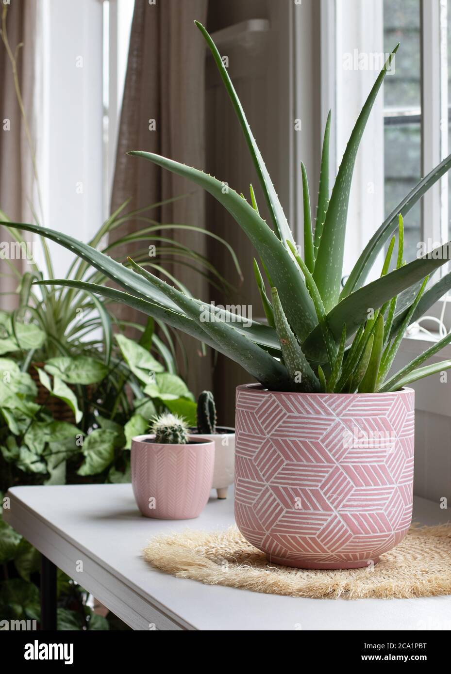 large indoor potted aloe vera plant in pink ceramic pot with other
