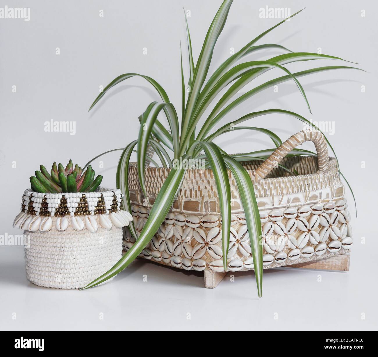 two indoor potted plants in white shell decorated pots Stock Photo
