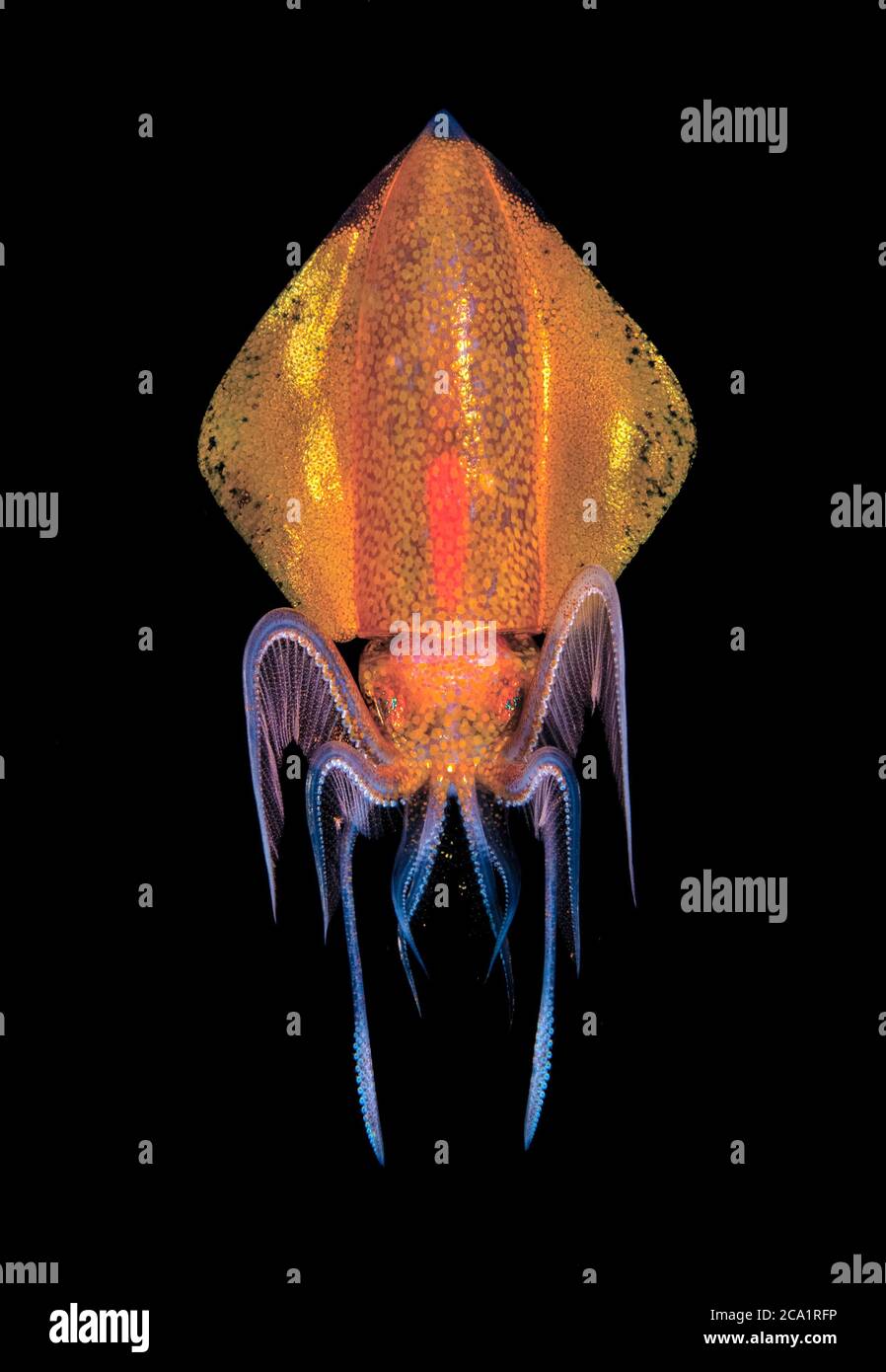 A 5 inch long deep water Diamond Squid, Thysanoteuthis rhombus, makes an appearance and flashes a deep orange color during a black water drift dive ne Stock Photo