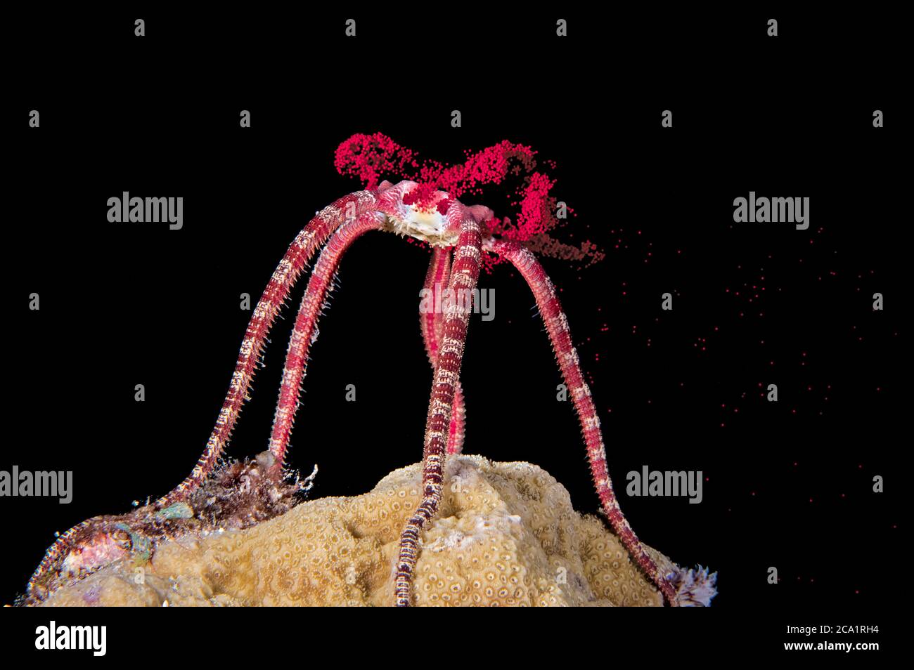 Ruby Brittle Star, Ophioderma rubicunda, releasing its eggs during spawning at night, Bonaire, ABC Islands, Caribbean Netherlands, Caribbean Sea, Atla Stock Photo