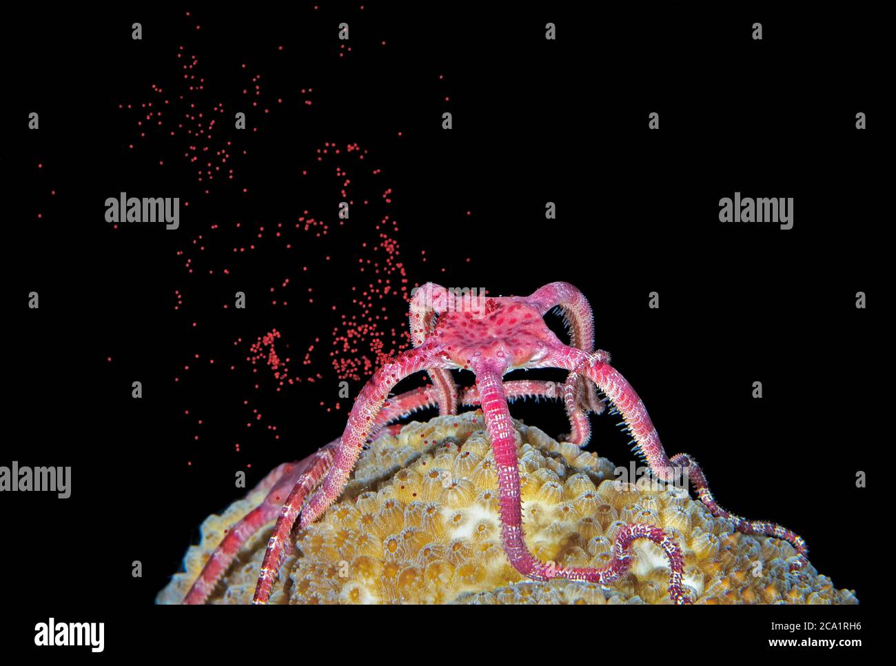 Ruby Brittle Star, Ophioderma rubicunda, releasing its eggs during