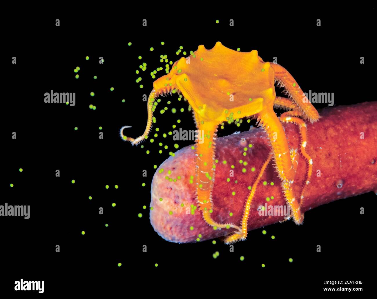 Starfish egg hires stock photography and images Alamy