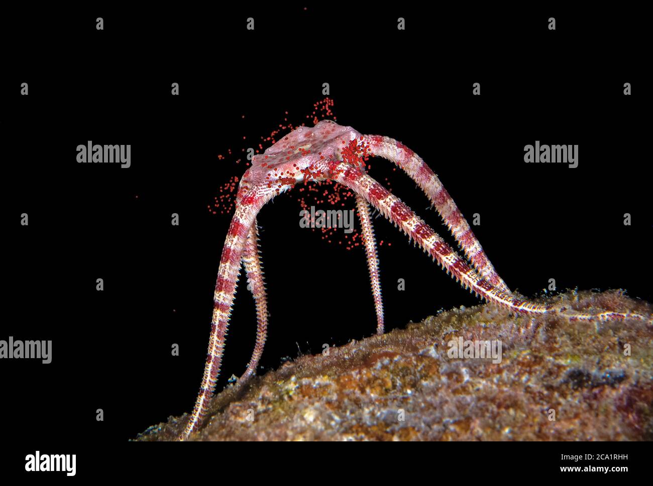 Ruby Brittle Star, Ophioderma rubicunda, releasing its eggs during spawning at night, Bonaire, ABC Islands, Caribbean Netherlands, Caribbean Sea, Atla Stock Photo