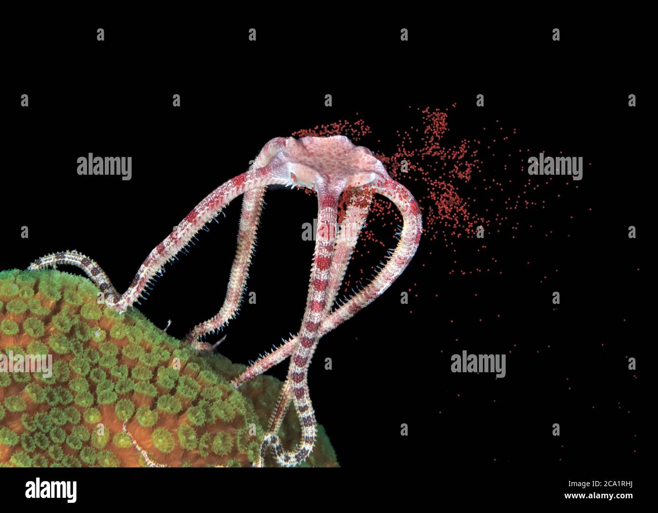 Starfish egg hires stock photography and images Alamy