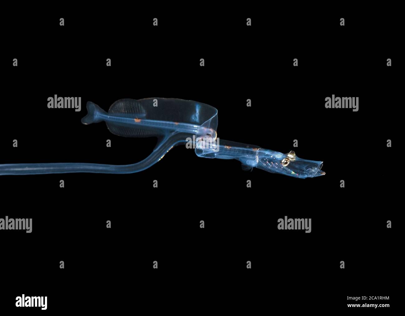 Bathophilus sp hires stock photography and images Alamy