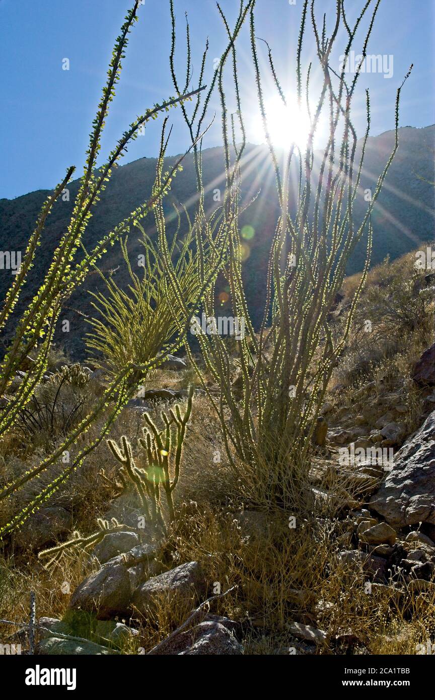 Ocotillo cactus with long spindly branches stand out in the stark arid